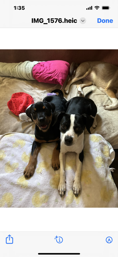 Mister, an adoptable Bloodhound & Basenji Mix in Tulsa, OK_image-5