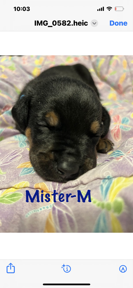 Mister 6