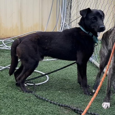 Simon, an adoptable Mixed Breed in Bennettsville, SC, 29512 | Photo Image 1