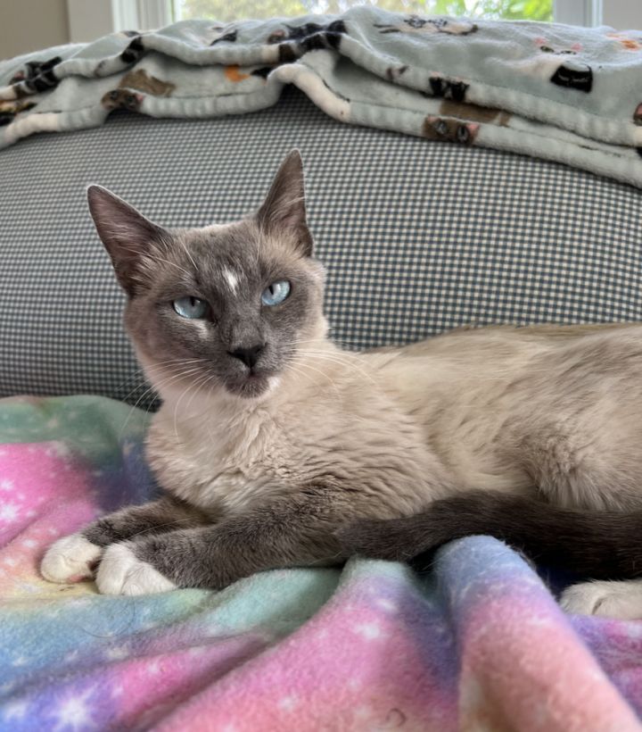 Star, an adoptable Siamese & Snowshoe Mix in Oradell, NJ_image-4