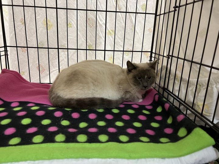 Star, an adoptable Siamese & Snowshoe Mix in Oradell, NJ_image-5
