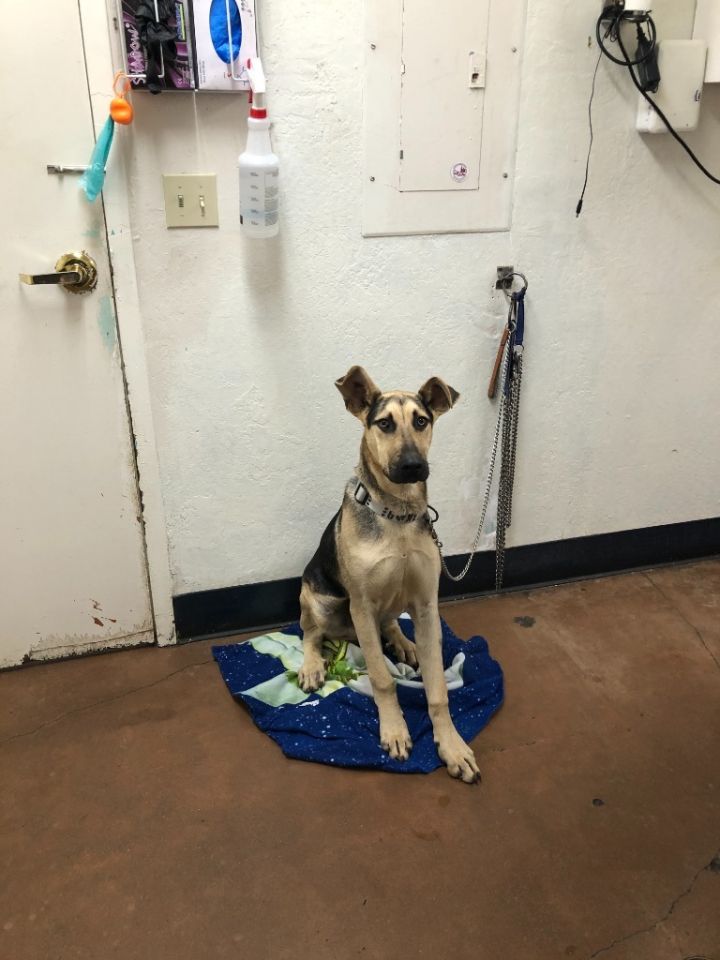Kramer, an adoptable German Shepherd Dog & Doberman Pinscher Mix in Chico, CA_image-2