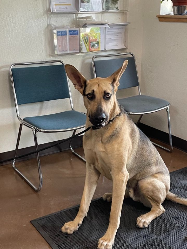 Kramer, an adoptable German Shepherd Dog & Doberman Pinscher Mix in Chico, CA_image-3