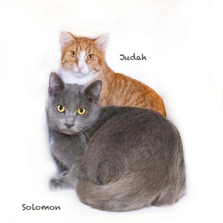 Solomon 3