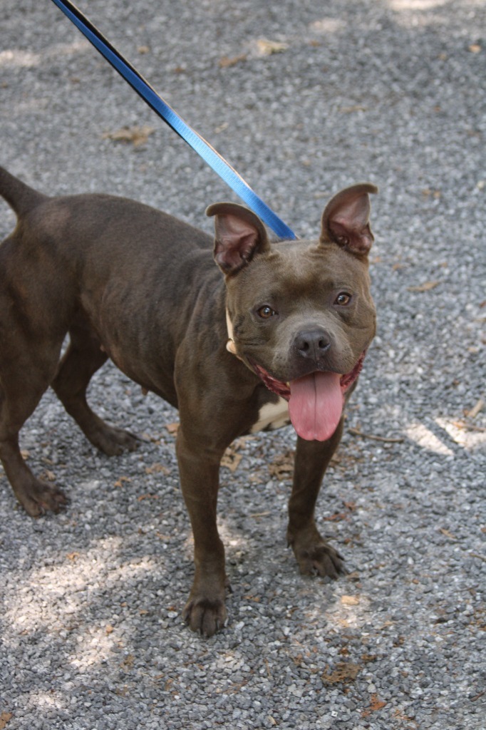 Swiss Miss, an adoptable Mixed Breed in Vineland, NJ_image-4