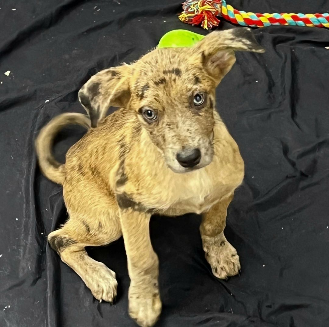 does the catahoula leopard dog have canine distemper