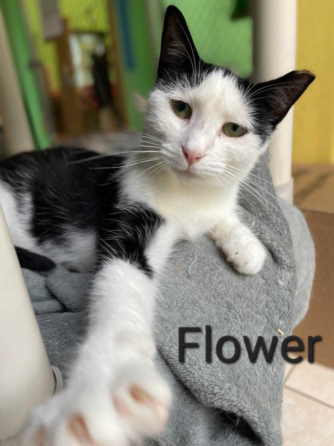 Flower