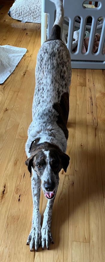 Benny (formerly Benelli), an adoptable German Shorthaired Pointer in West Decatur, PA_image-1