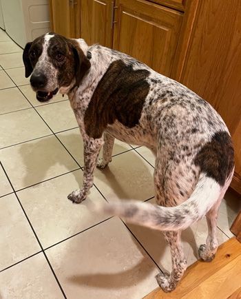 Benny (formerly Benelli), an adoptable German Shorthaired Pointer Mix in West Decatur, PA_image-3