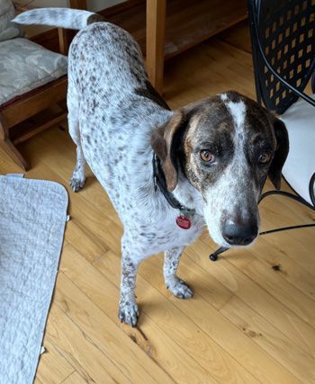 Benny (formerly Benelli), an adoptable German Shorthaired Pointer in West Decatur, PA_image-3