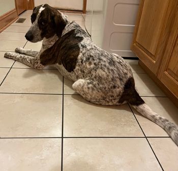 Benny (formerly Benelli), an adoptable German Shorthaired Pointer Mix in West Decatur, PA_image-6