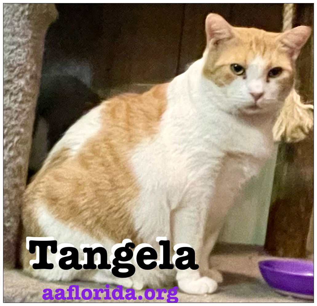 Tangela, an adoptable Domestic Short Hair, Tabby in Pensacola, FL, 32534 | Photo Image 1