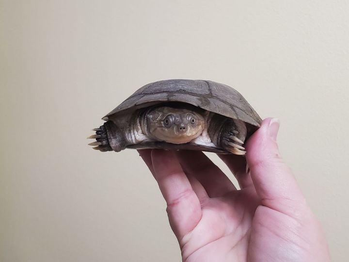 Turtle for adoption - Fredrik A. Sideneck (Water Turtle), a Turtle in ...