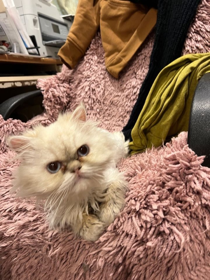 Persian sales kittens adoption