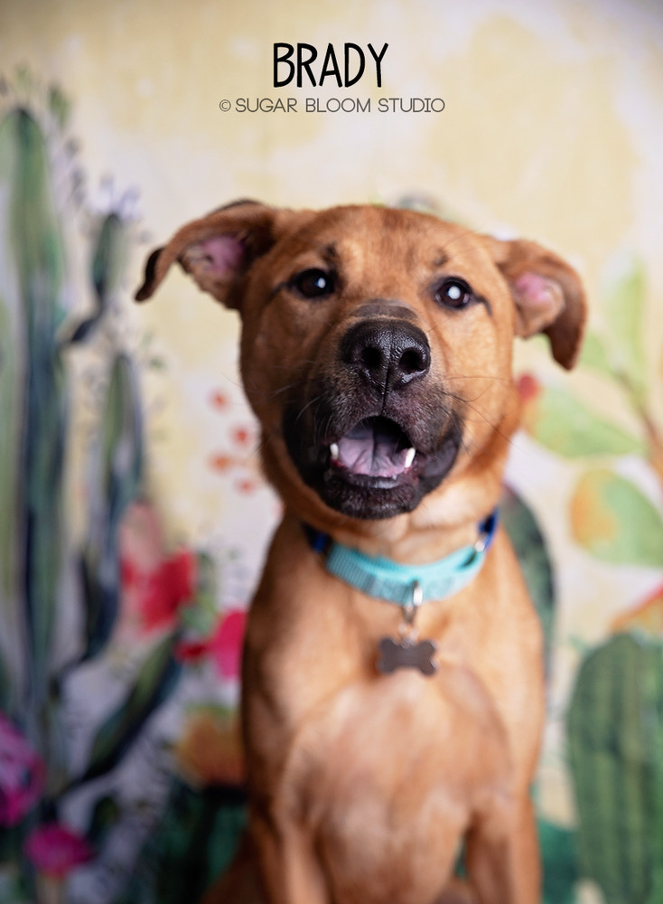 Brady, an adoptable Labrador Retriever in Littleton, CO, 80126 | Photo Image 1