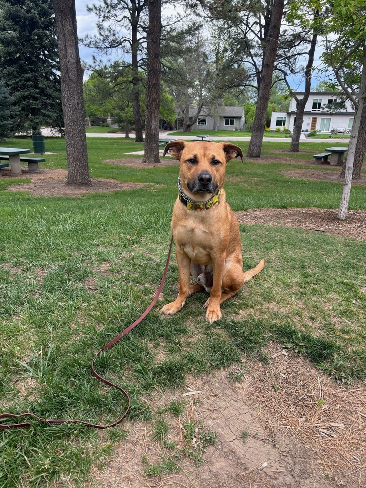 Brady, an adoptable Labrador Retriever in Littleton, CO, 80126 | Photo Image 2