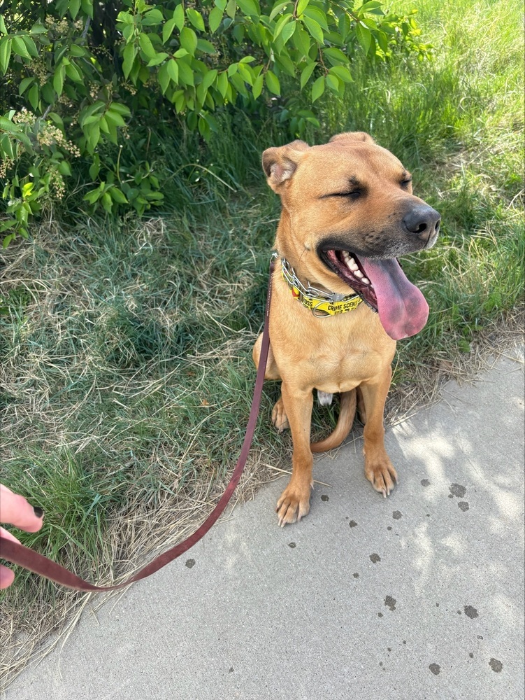 Brady, an adoptable Labrador Retriever in Littleton, CO, 80126 | Photo Image 3