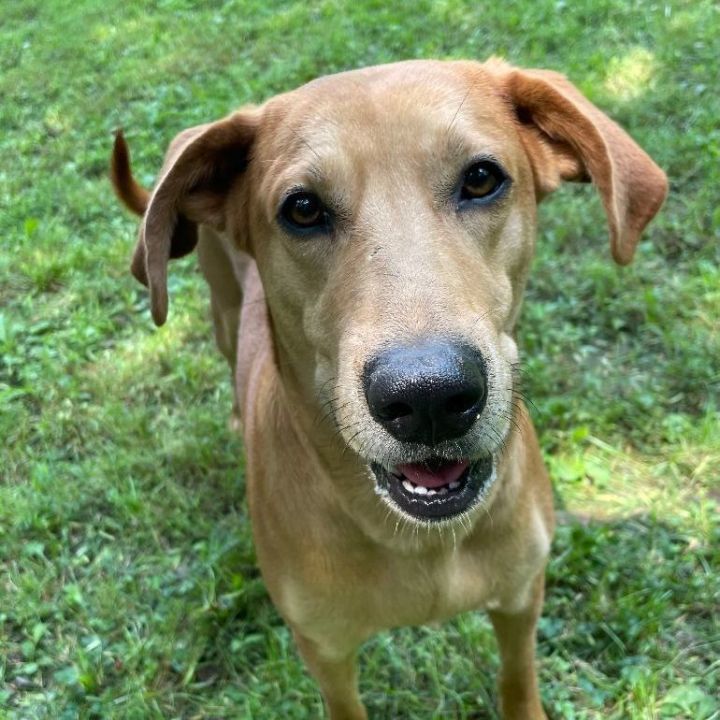 Dog for adoption - Autumn, a Hound Mix in Heber Springs, AR | Petfinder