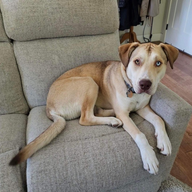 ODIN - (1 brown eye, 1 blue eye) BEST BUDDY  (1/2 Husky mom/ dad?) 14 months old, Neutered, an adoptable Husky in Bend, OR, 97702 | Photo Image 2