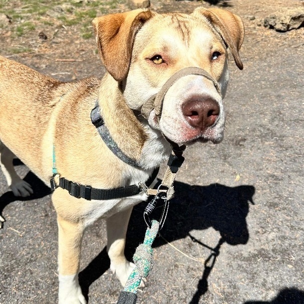 ODIN - (1 brown eye, 1 blue eye) BEST BUDDY  (1/2 Husky mom/ dad?) 14 months old, Neutered, an adoptable Husky in Bend, OR, 97702 | Photo Image 3