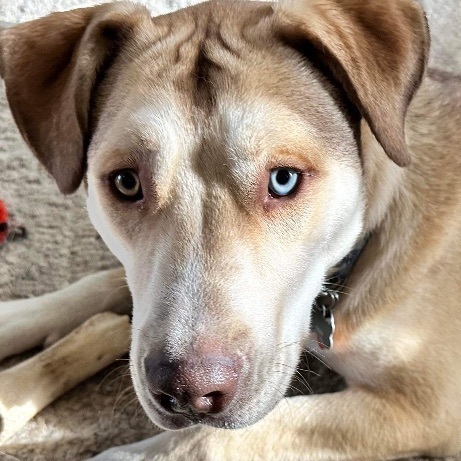 ODIN - (1 brown eye, 1 blue eye) BEST BUDDY  (1/2 Husky mom/ dad?) 14 months old, Neutered, an adoptable Husky in Bend, OR, 97702 | Photo Image 1
