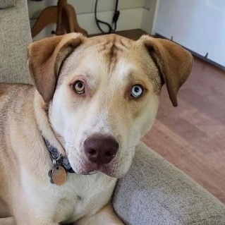 ODIN - (1 brown eye, 1 blue eye) BEST BUDDY  (1/2 Husky mom/ dad?) 14 months old, Neutered, an adoptable Husky in Bend, OR, 97702 | Photo Image 5