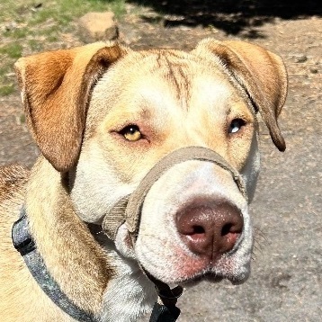 ODIN - (1 brown eye, 1 blue eye) BEST BUDDY  (1/2 Husky mom/ dad?) 14 months old, Neutered, an adoptable Husky in Bend, OR, 97702 | Photo Image 6