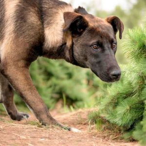 Cirie, Adult Female Mixed Breed