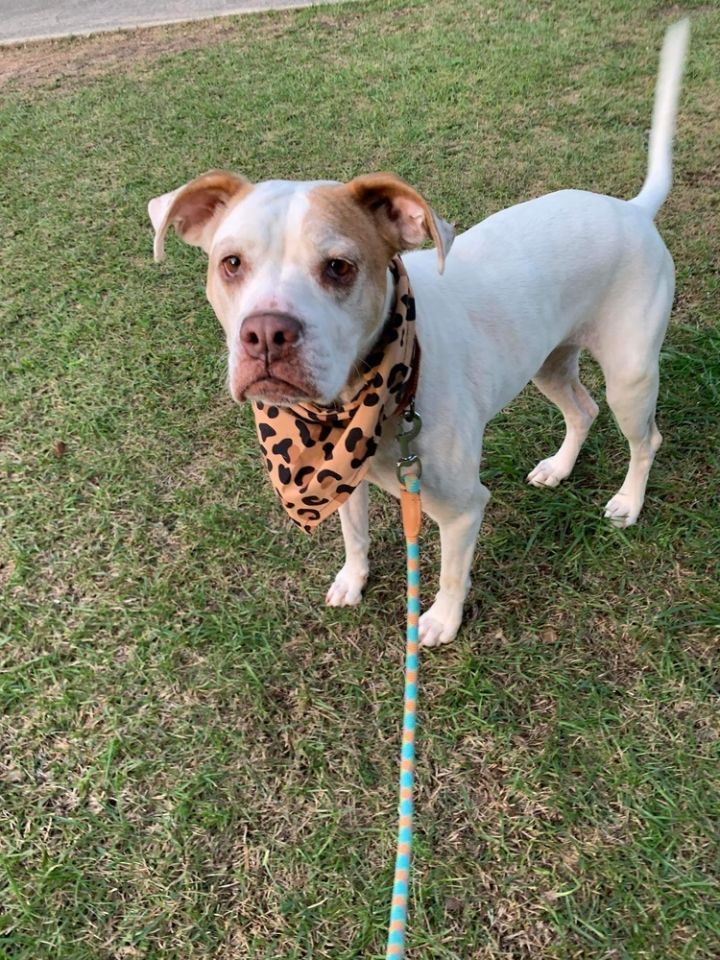 Dog for adoption Georgia an American Bulldog Mix in Hartwell