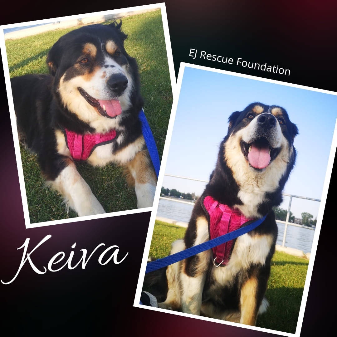 Keiva, an adoptable Bernese Mountain Dog in Airdrie, AB, T4A 2H6 | Photo Image 1
