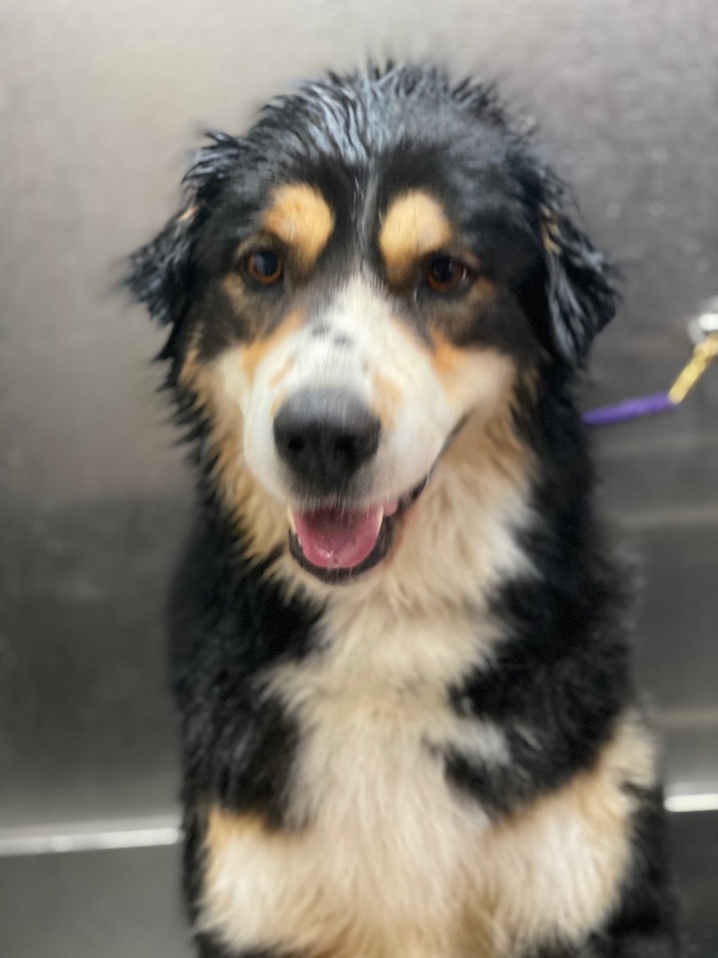 Keiva, an adoptable Bernese Mountain Dog in Airdrie, AB, T4A 2H6 | Photo Image 3
