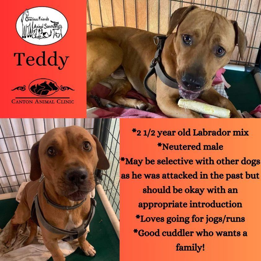 Teddy, an adoptable Labrador Retriever in Heuvelton, NY, 13654 | Photo Image 3