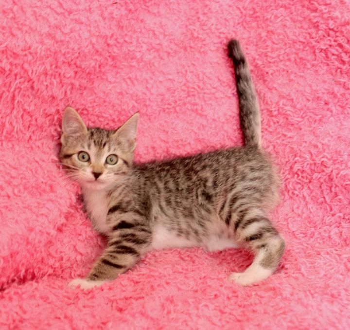Strawberry, an adoptable Tabby Mix in Saint Augustine, FL_image-4