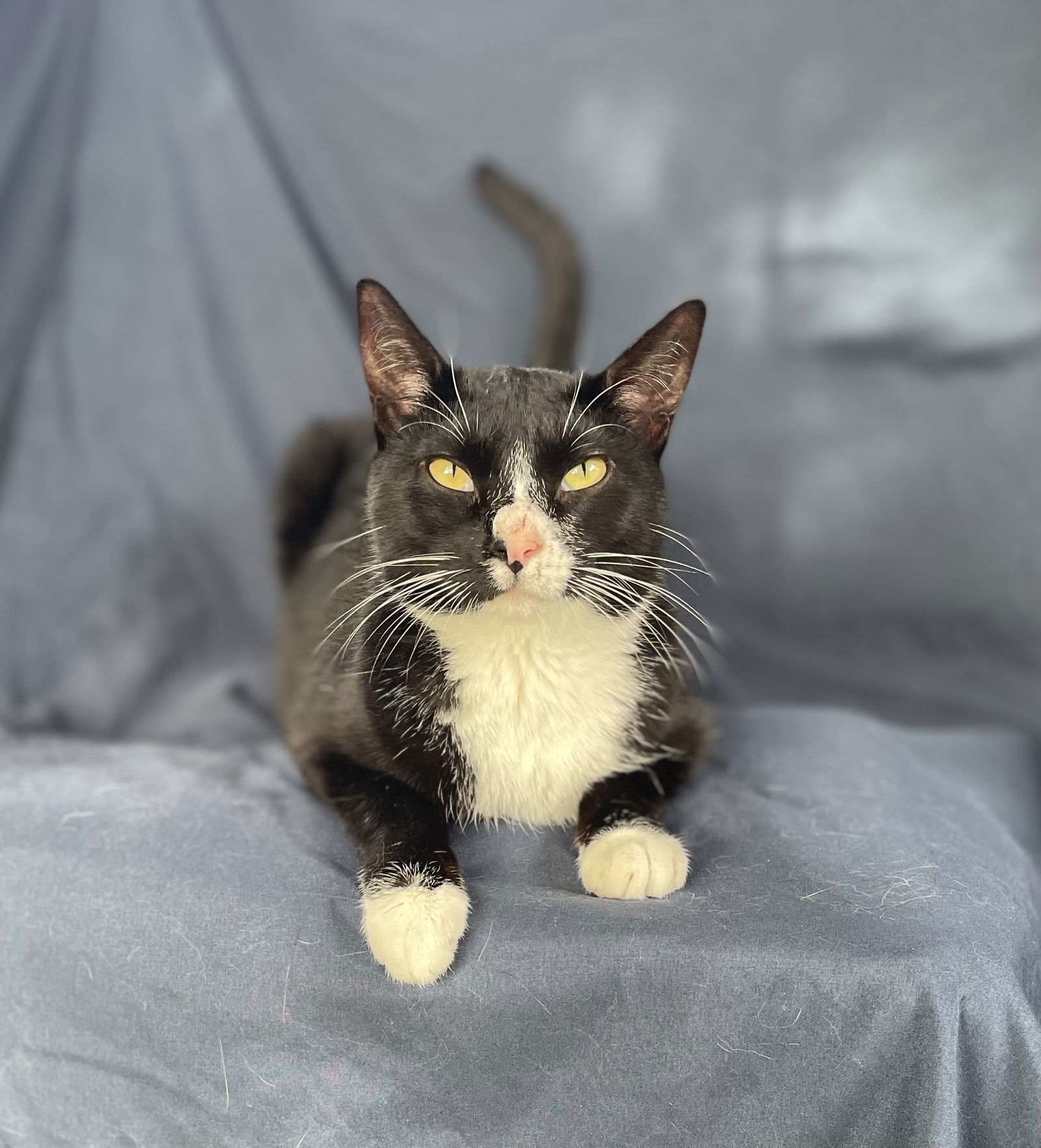 Macademia, an adoptable Domestic Short Hair in Oxford, MS, 38655 | Photo Image 1