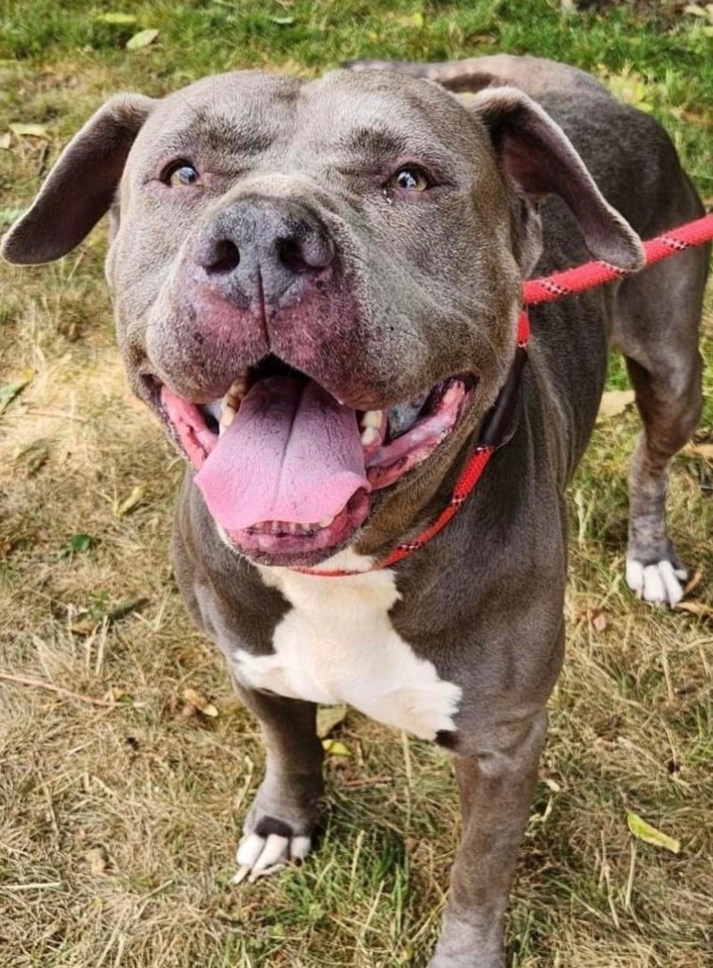 Dog for adoption - Dimitri, an American Staffordshire Terrier & Mastiff ...