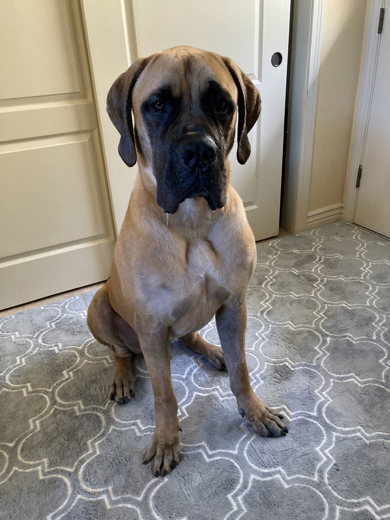 norman, an adoptable Mastiff in McMinnville, OR, 97128 | Photo Image 1