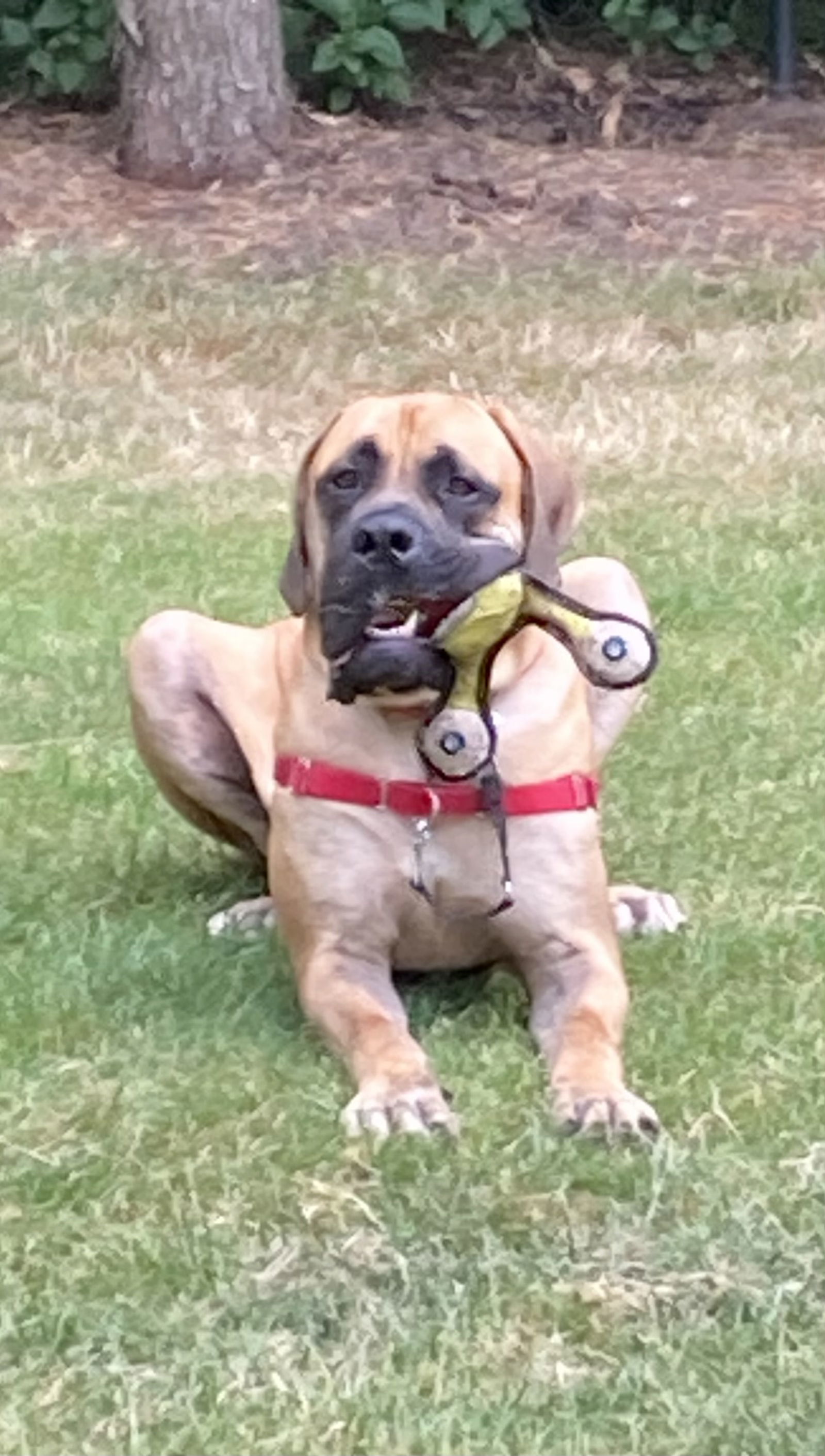 norman, an adoptable Mastiff in McMinnville, OR, 97128 | Photo Image 2