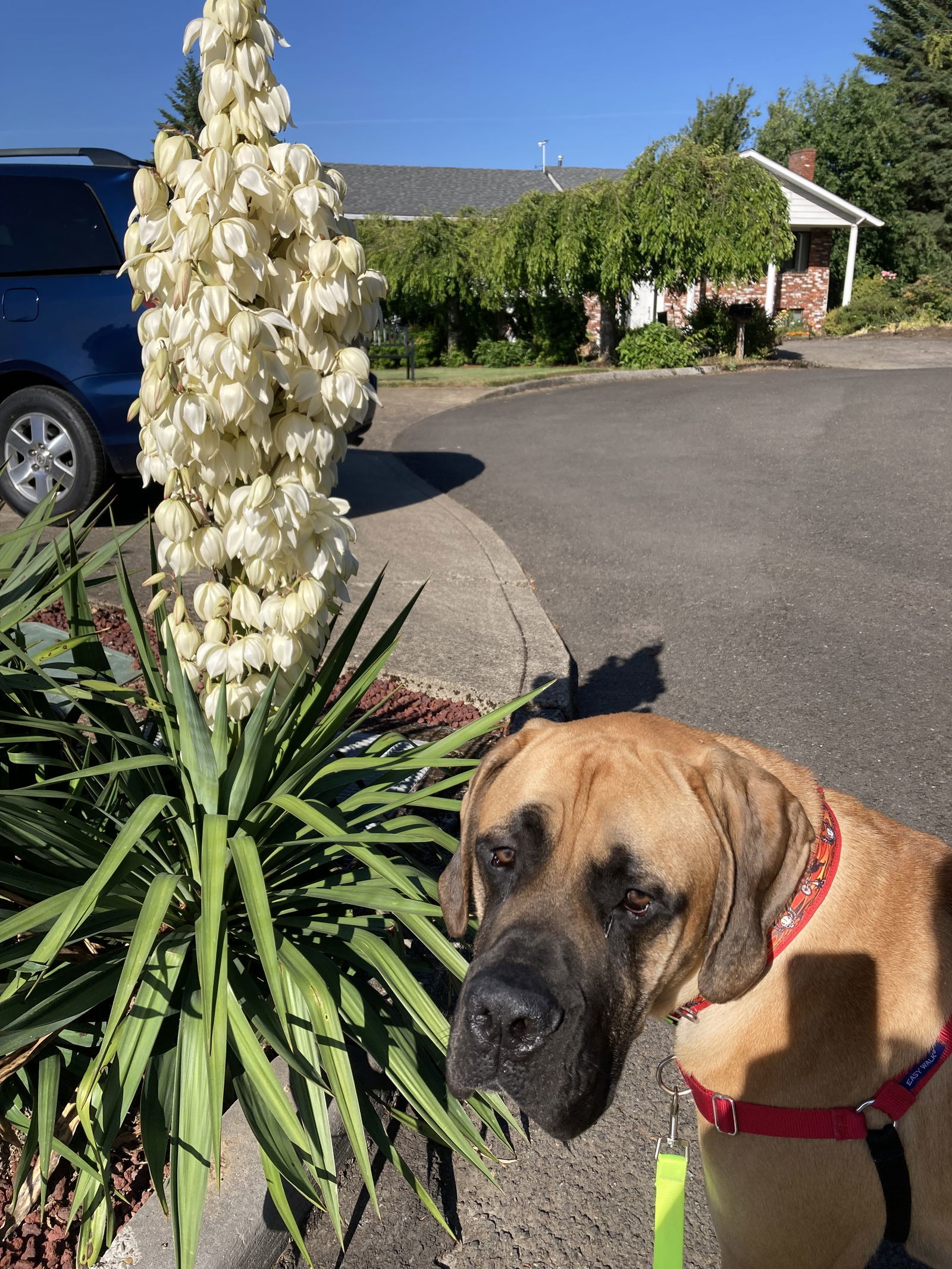 norman, an adoptable Mastiff in McMinnville, OR, 97128 | Photo Image 3