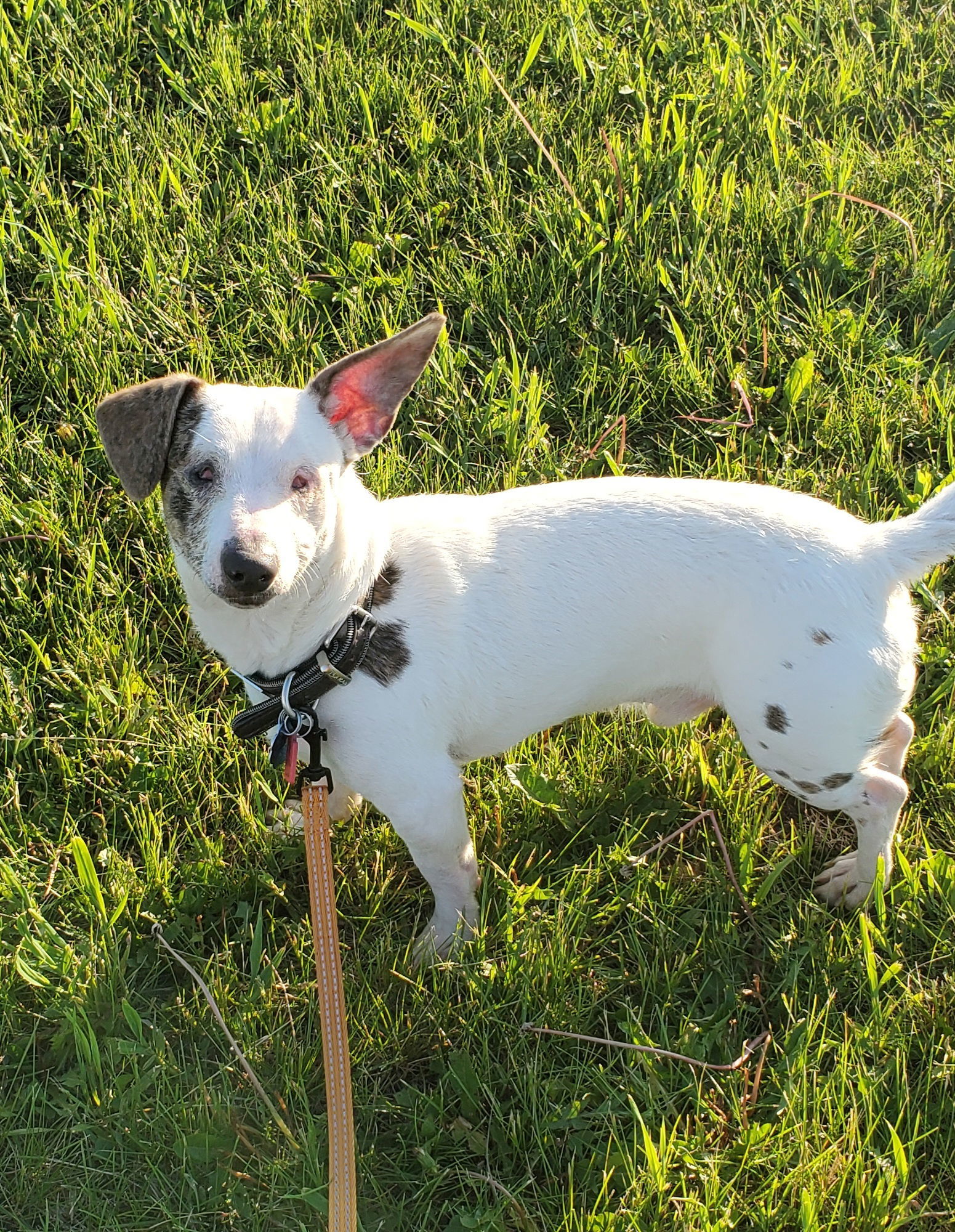 Wilson, an adoptable Dachshund, Terrier in Estherville, IA, 51334 | Photo Image 1