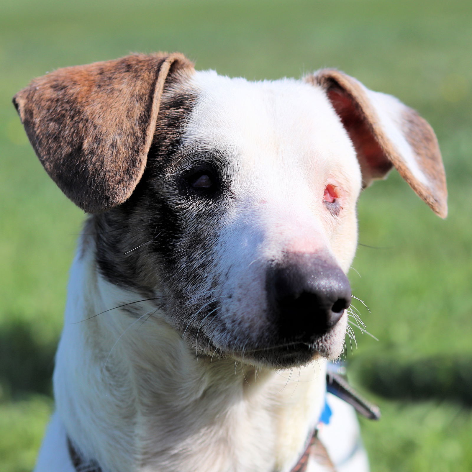 Wilson, an adoptable Dachshund, Terrier in Estherville, IA, 51334 | Photo Image 2