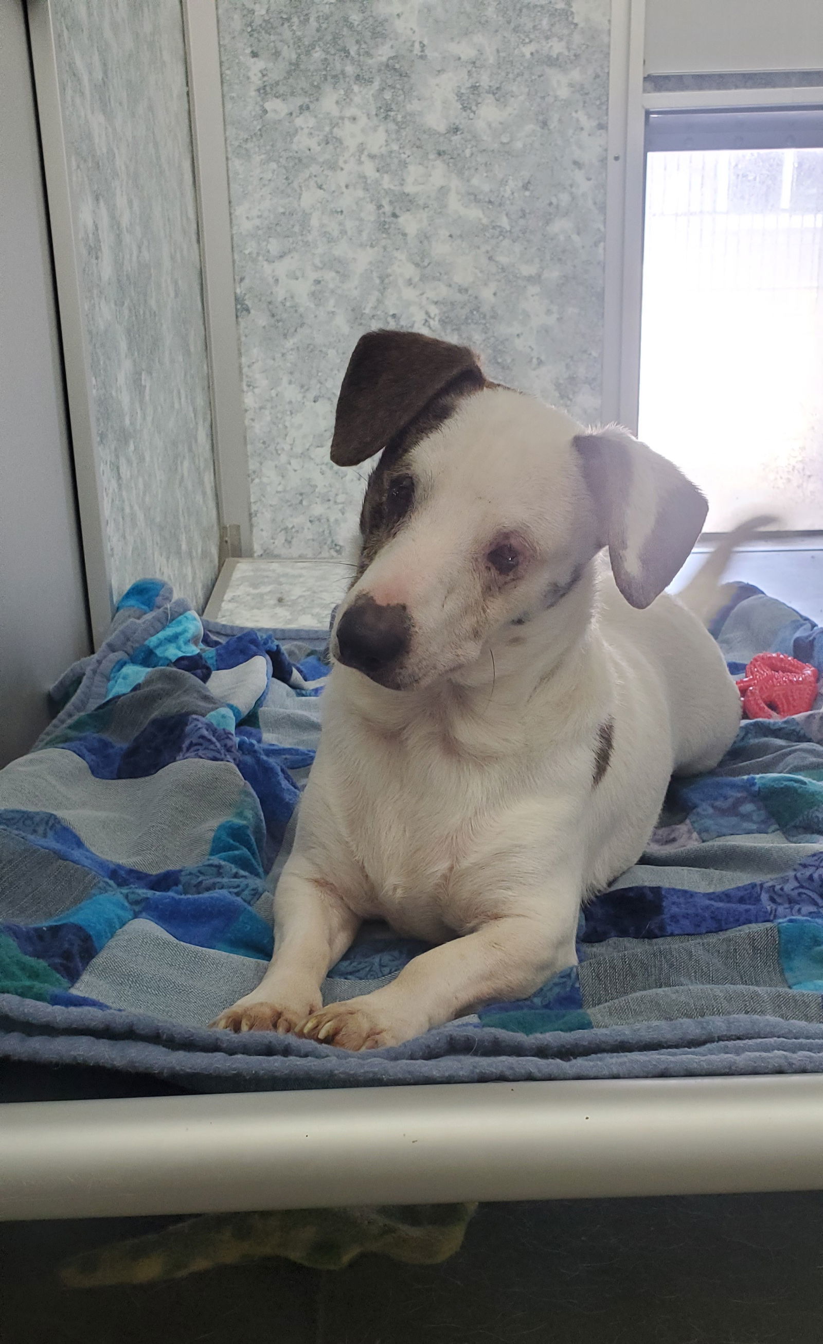 Wilson, an adoptable Dachshund, Terrier in Estherville, IA, 51334 | Photo Image 3