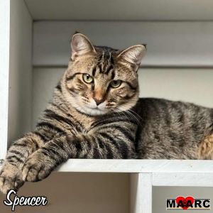 Spencer the tabby Age 1 year 5 months Quirks  Fun Facts When I came to MAARC