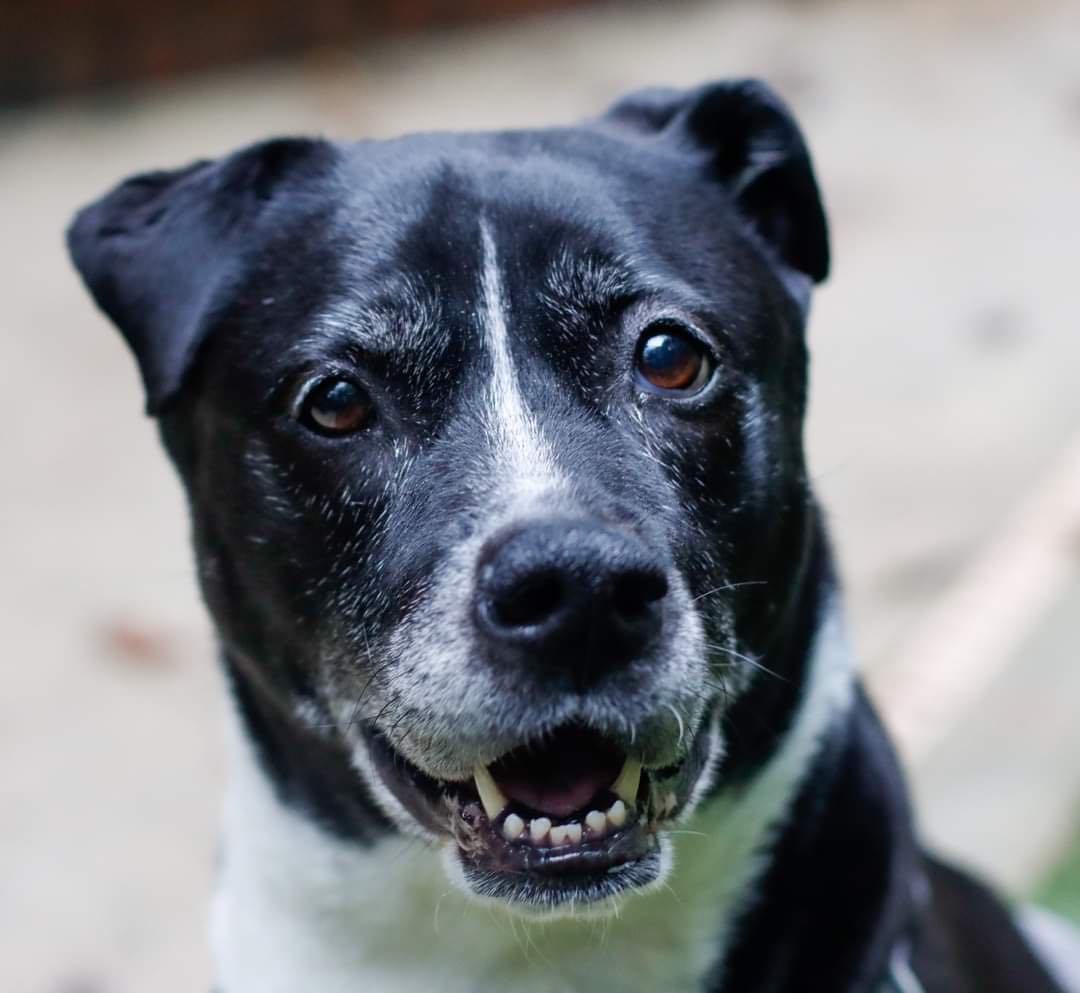 Cylana, an adoptable Shar-Pei, Boxer in Alpharetta, GA, 30009 | Photo Image 7