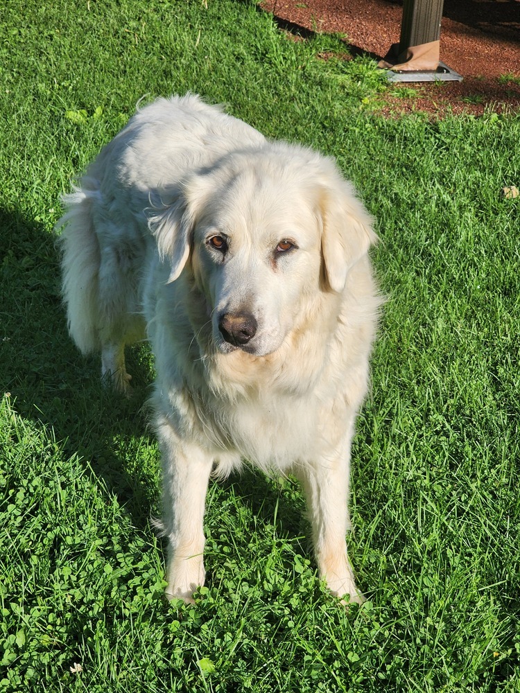 Dog for adoption - Mona Lisa, a Great Pyrenees Mix in Waunakee, WI ...