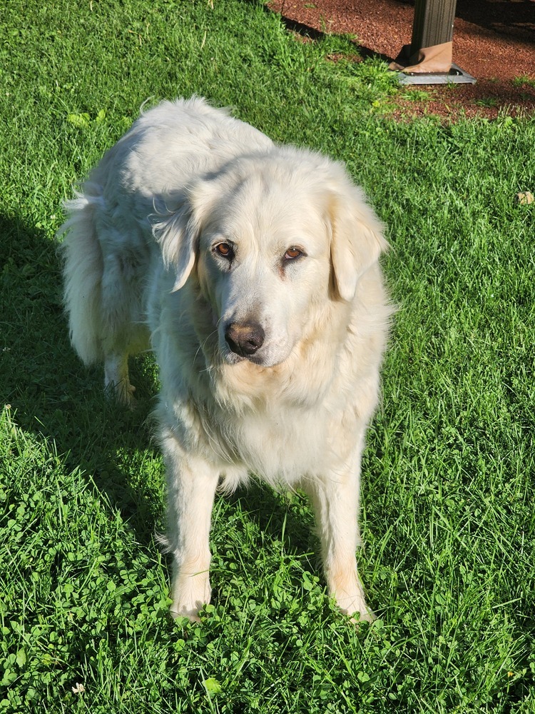 Mona Lisa, an adoptable Great Pyrenees, Mixed Breed in Waunakee, WI, 53597 | Photo Image 1