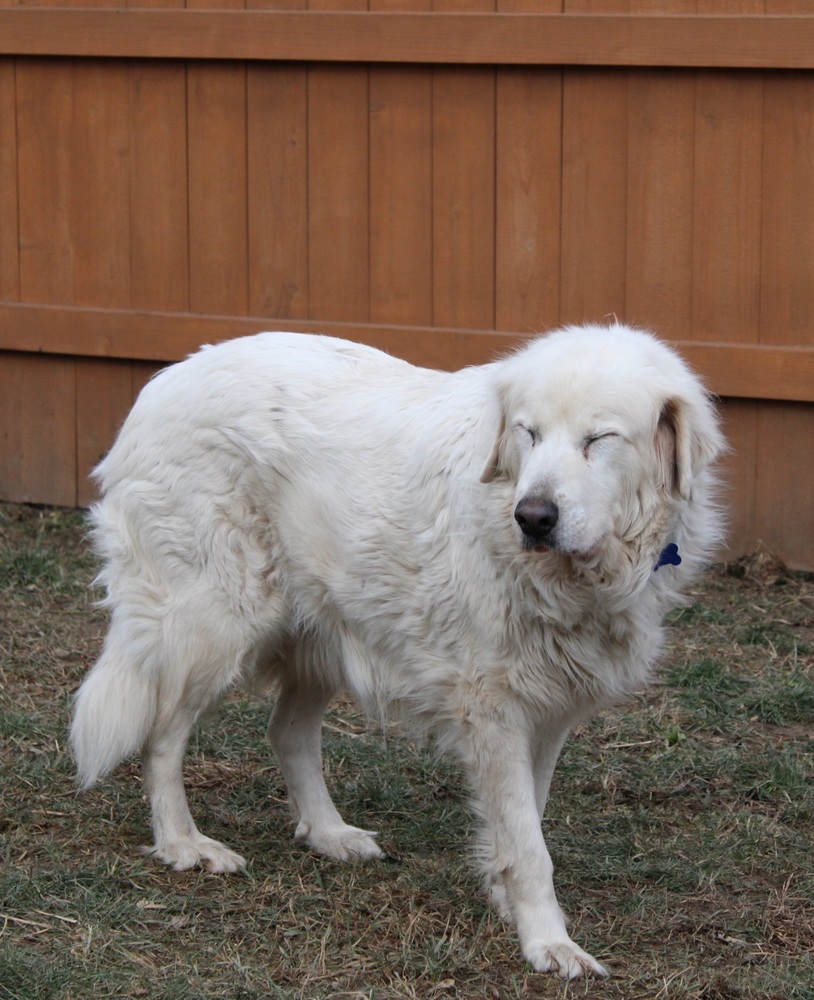 Mona Lisa, an adoptable Great Pyrenees, Mixed Breed in Waunakee, WI, 53597 | Photo Image 2