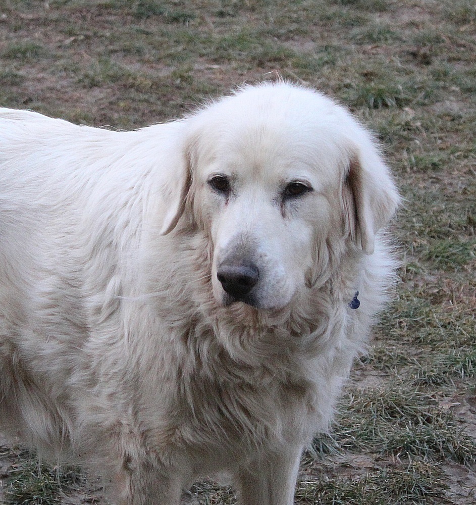 Mona Lisa, an adoptable Great Pyrenees, Mixed Breed in Waunakee, WI, 53597 | Photo Image 2