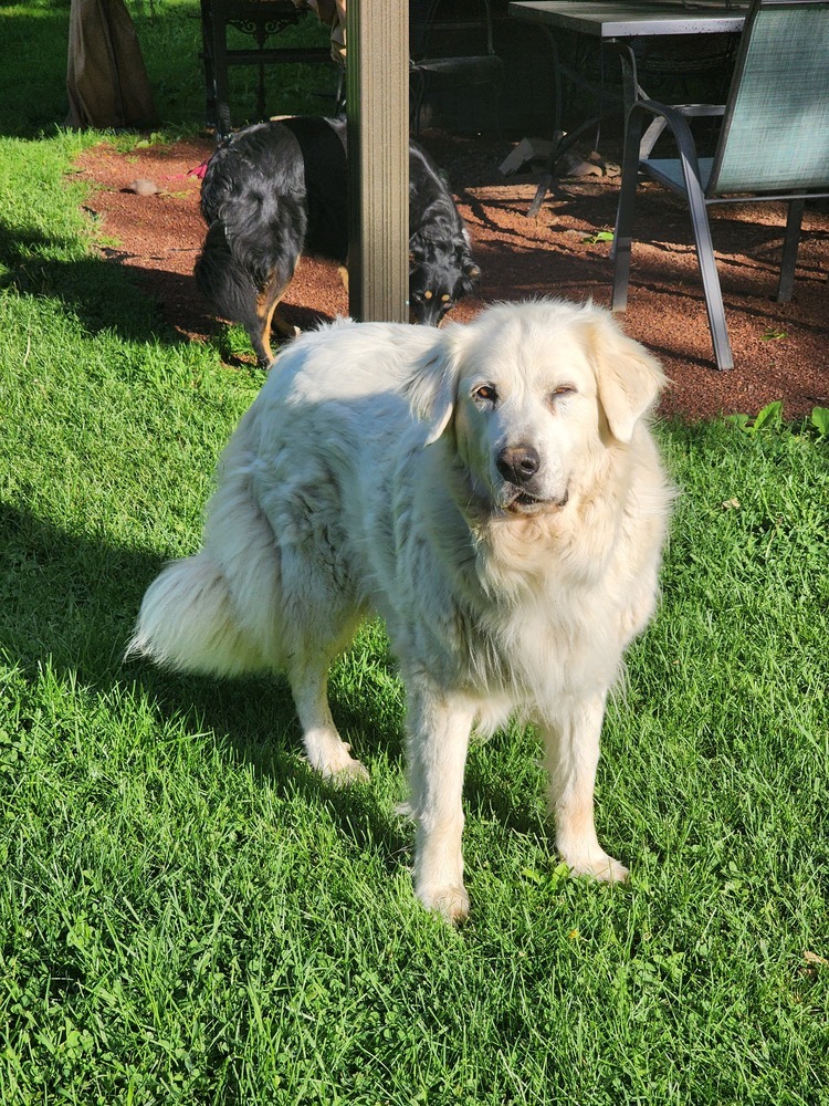 Mona Lisa, an adoptable Great Pyrenees, Mixed Breed in Waunakee, WI, 53597 | Photo Image 3