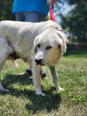 Mona Lisa, an adoptable Great Pyrenees, Mixed Breed in Waunakee, WI, 53597 | Photo Image 5