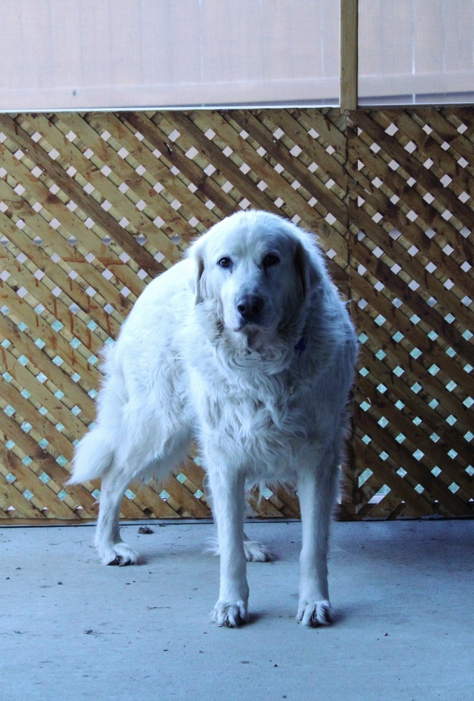 Mona Lisa, an adoptable Great Pyrenees, Mixed Breed in Waunakee, WI, 53597 | Photo Image 6